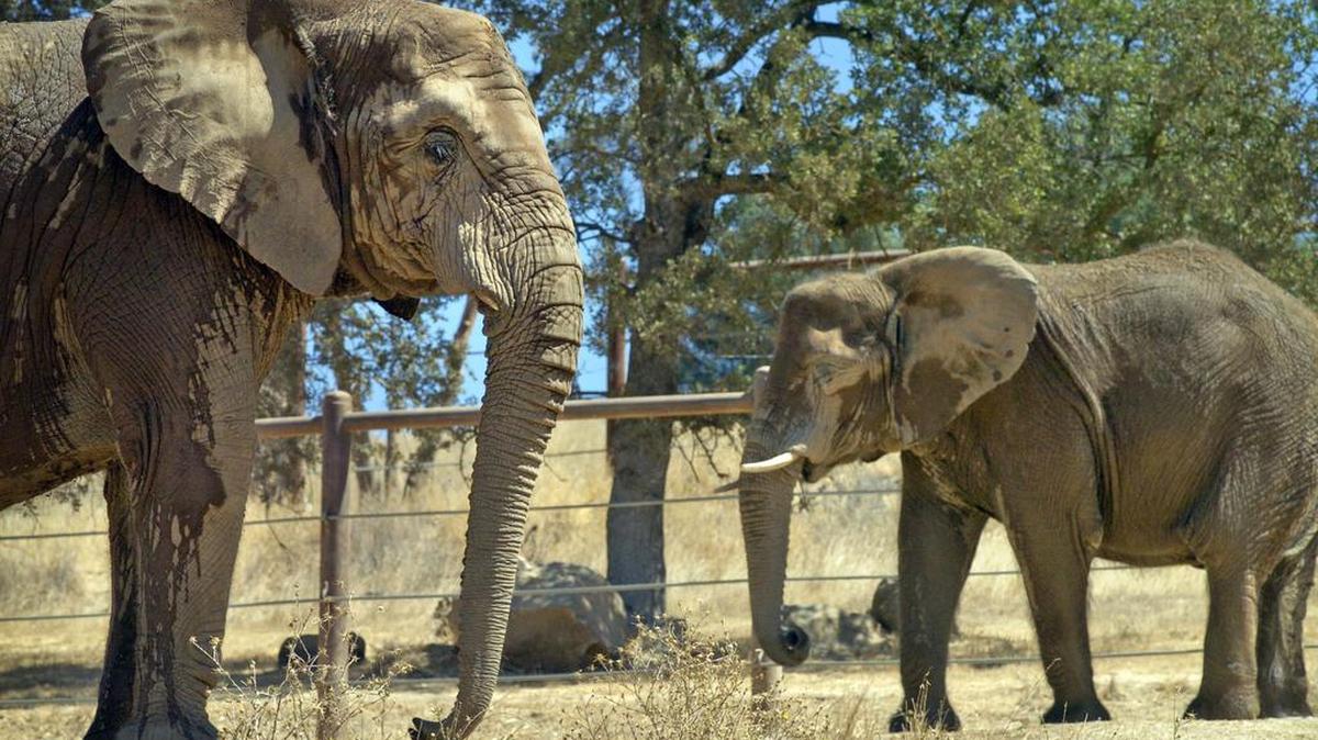 Two African elephants at PAWS sanctuary near San Andreas in 2004