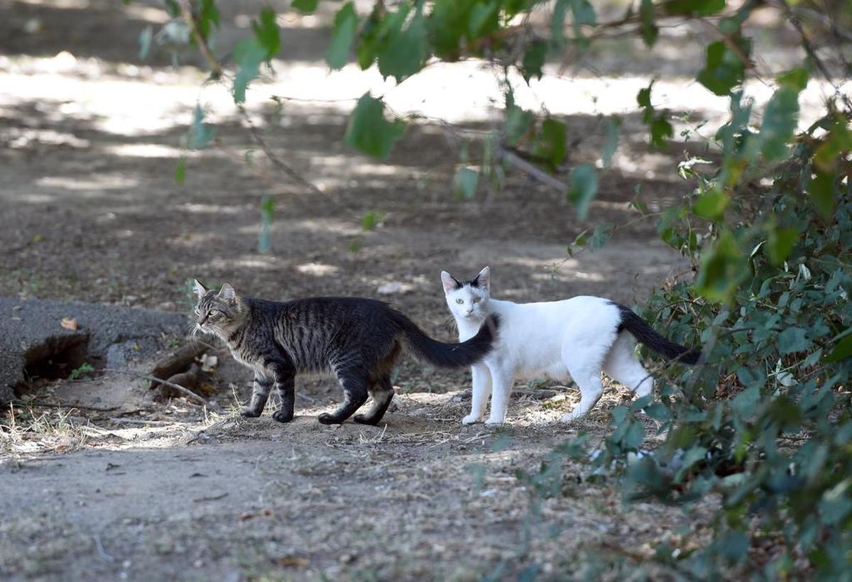 Who is the cutest cat in Stanislaus County? Vote now in The Modesto Bee’s poll.