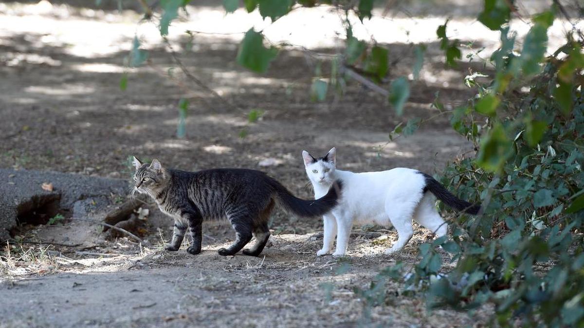 Feral cats at Tuolumne River Regional Park in Modesto, Calif. in 2015
