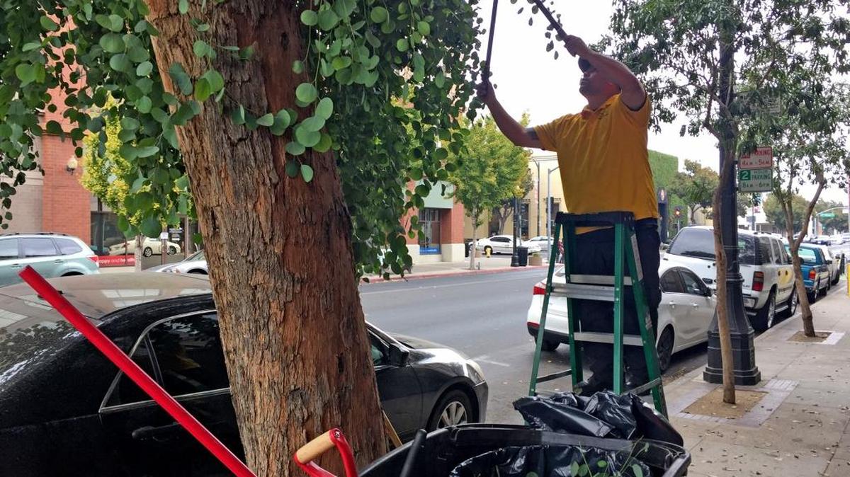 Joseph Rodriguez, who works with prunes the Downtown Modesto Partnership, trims a tree on J Street in downtown Modesto.