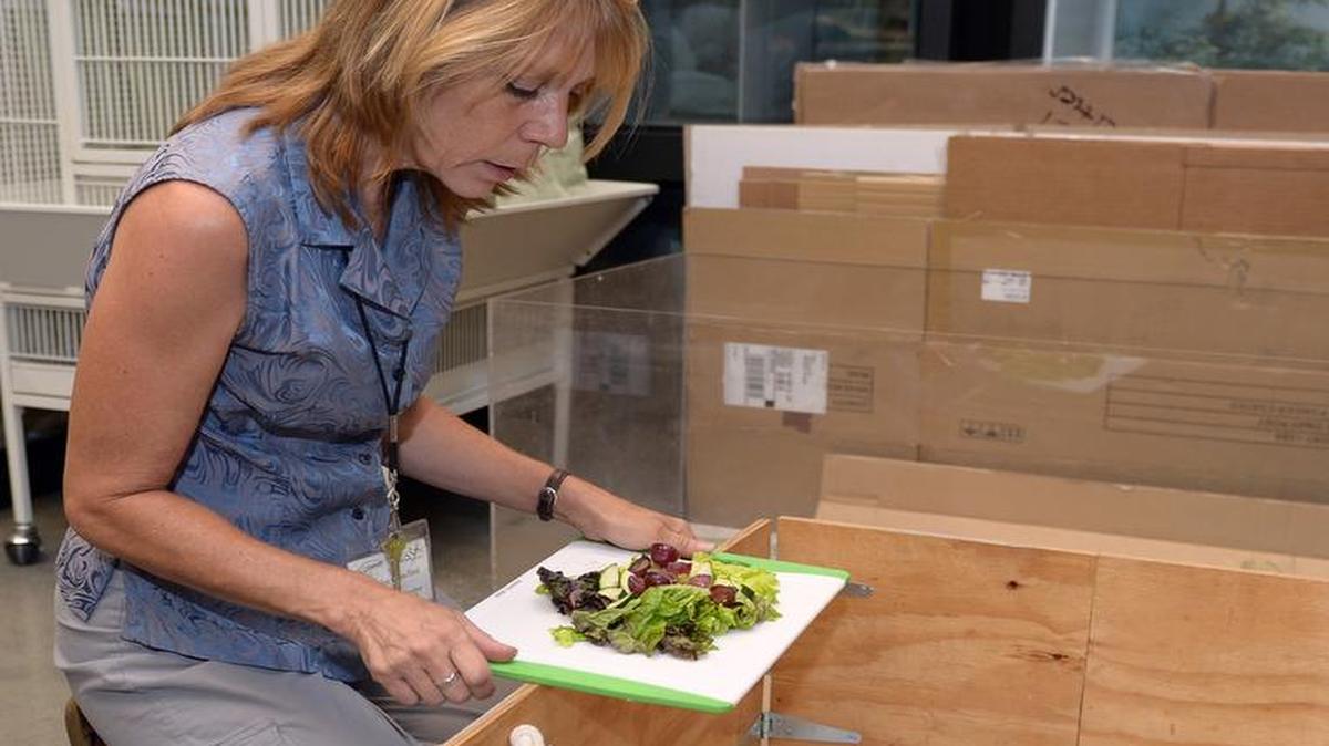 
Loralee Crawford feeds tortoises on Tuesday afternoon (06-09-15) in the animal room at the Great Valley Museum Science Center in Modesto, Calif. Crawford is a traveling teacher, animal care technician, docent and volunteer who spends about two hours a day feeding the animals there.
