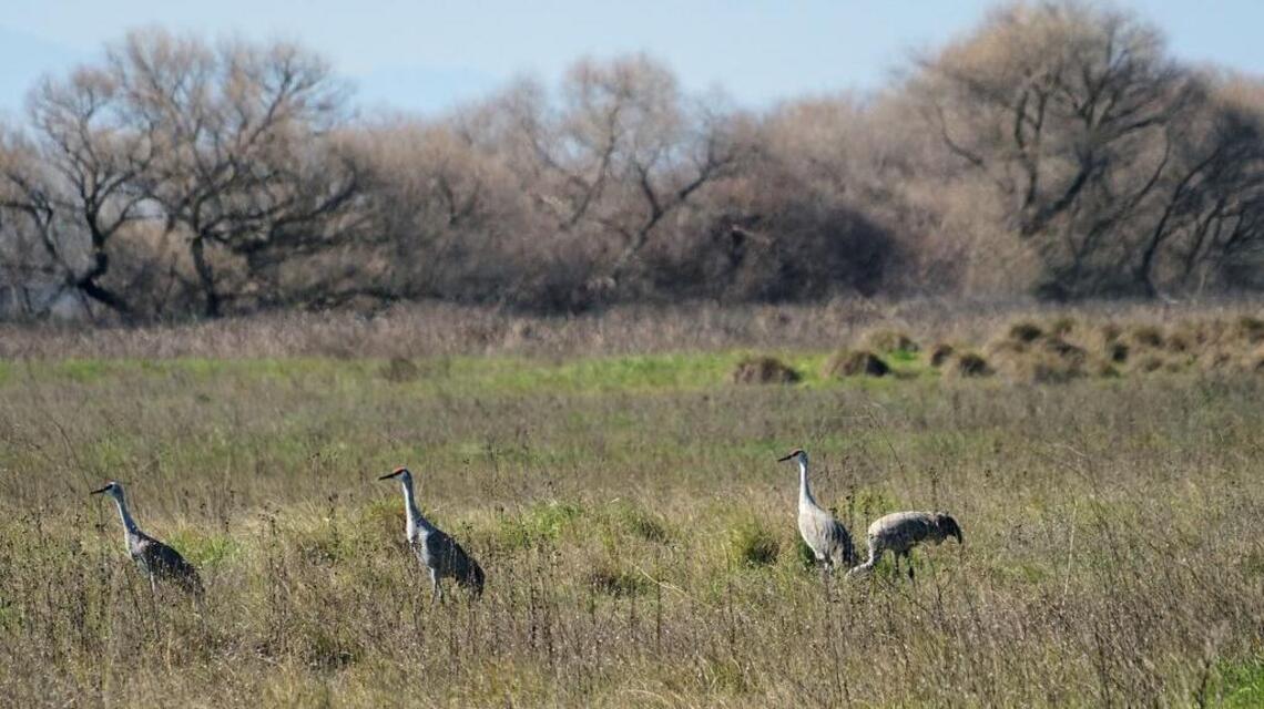 Dick Hagerty: Timing’s perfect to visit Grasslands Park
