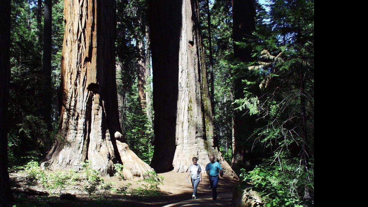 
Calaveras Big Trees State Park near Arnold, home of some of the world’s largest trees, is among Calaveras County’s top attractions.
