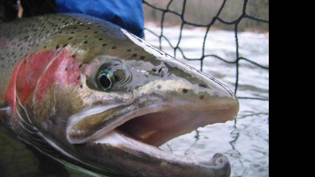 A steelhead trout after being removed from a net. Steelhead are the same species as rainbow trout, but steelhead migrate to the ocean then return while rainbow trout remain in freshwater.