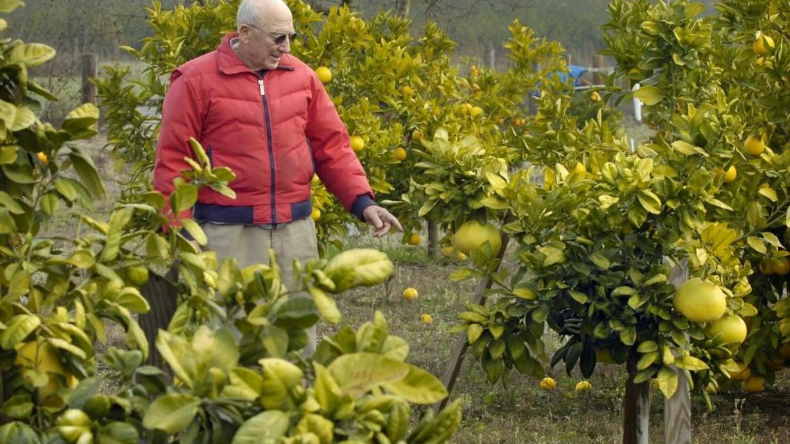 Modesto-area farmer Vance Kennedy grows citrus on a typically small farm near Modesto; without water, our soils will be ruined.