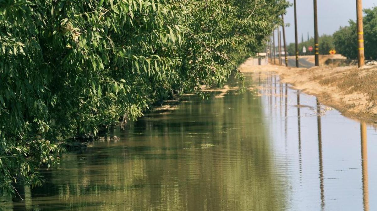 These almond trees are flood irrigated in the Modesto Irrigation District.