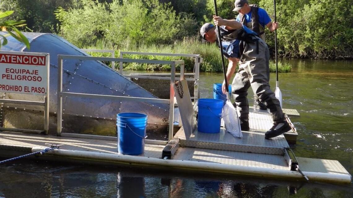 After releasing water for steelhead, not enough left for trout