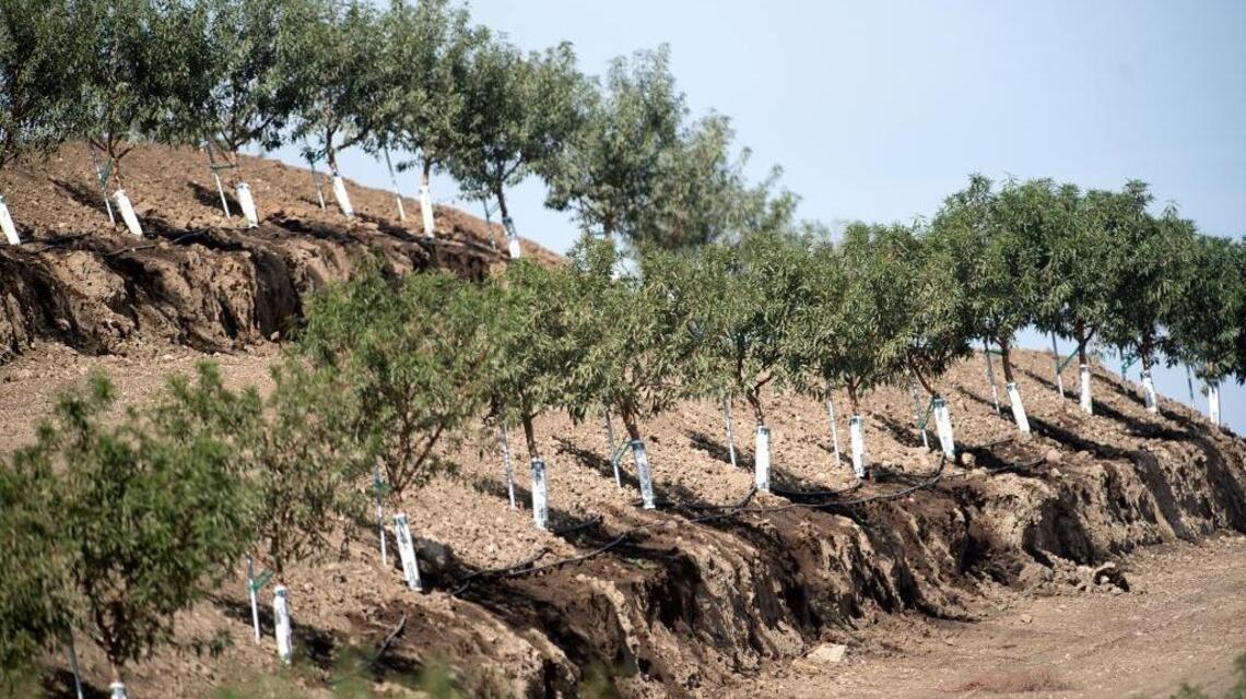 Mike Dunbar: Could new trees provoke a downstream disaster?