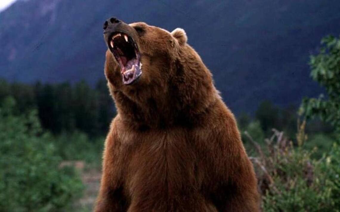 Nothing but the grizzly truth about bear plan