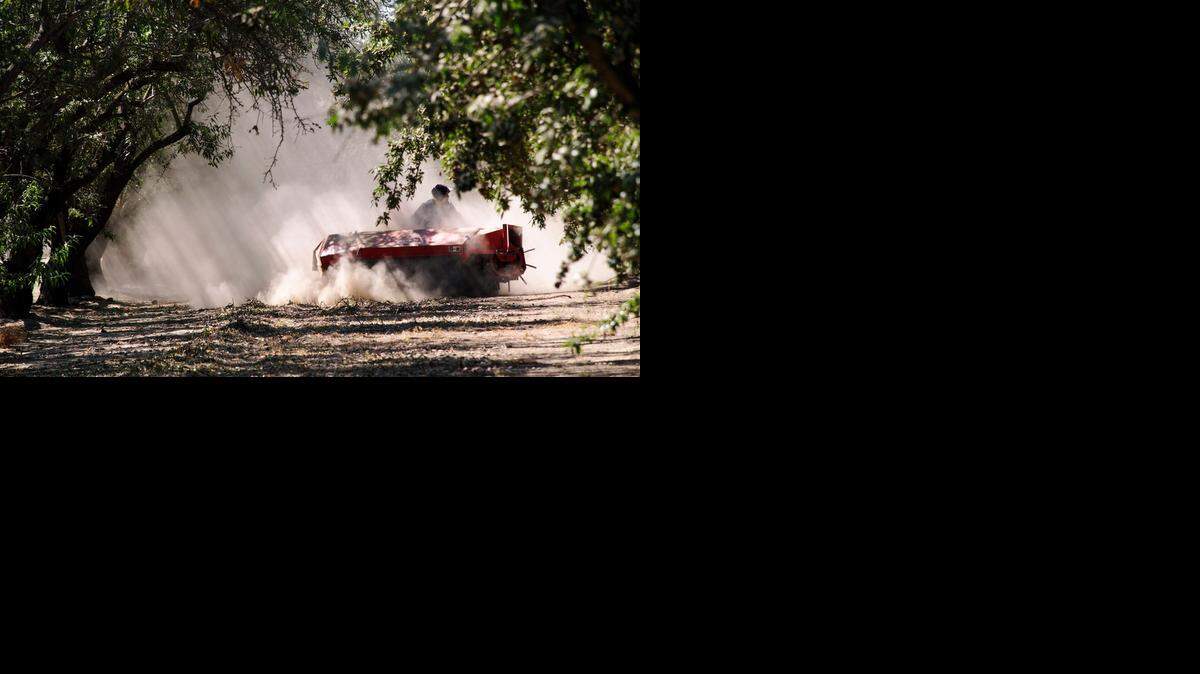 
A sweeper piles almonds into windrows before a harvester collects the nuts.
