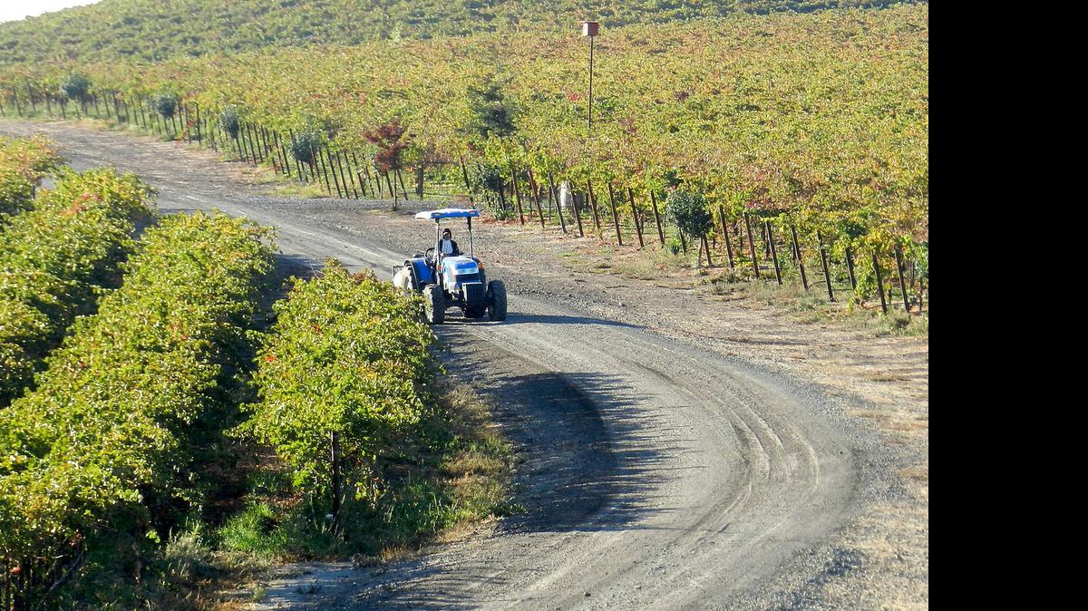 
Thousands of acres of new vineyards and orchards have been planted south of Warnerville Road in eastern Stanislaus County. But off other, less-traveled roads, there is a significant amount of acreage of older and second-generation orchards and vineyards that have never had access to surface water from any irrigation district. 
