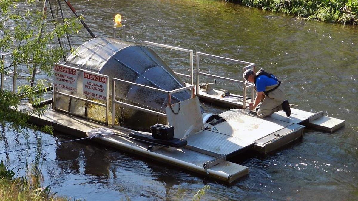 Fishery technician with FishBio work on a screw trap on the Stanislaus River near Oakdale. FishBio has been counting salmon on the Stanislaus for 25 years.