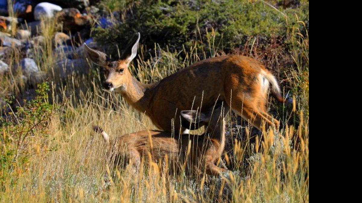 Does can become very aggressive as they protect their fawns from anything they see as a potential predator. Once the fawns are more mobile, the aggression usually subsides.
