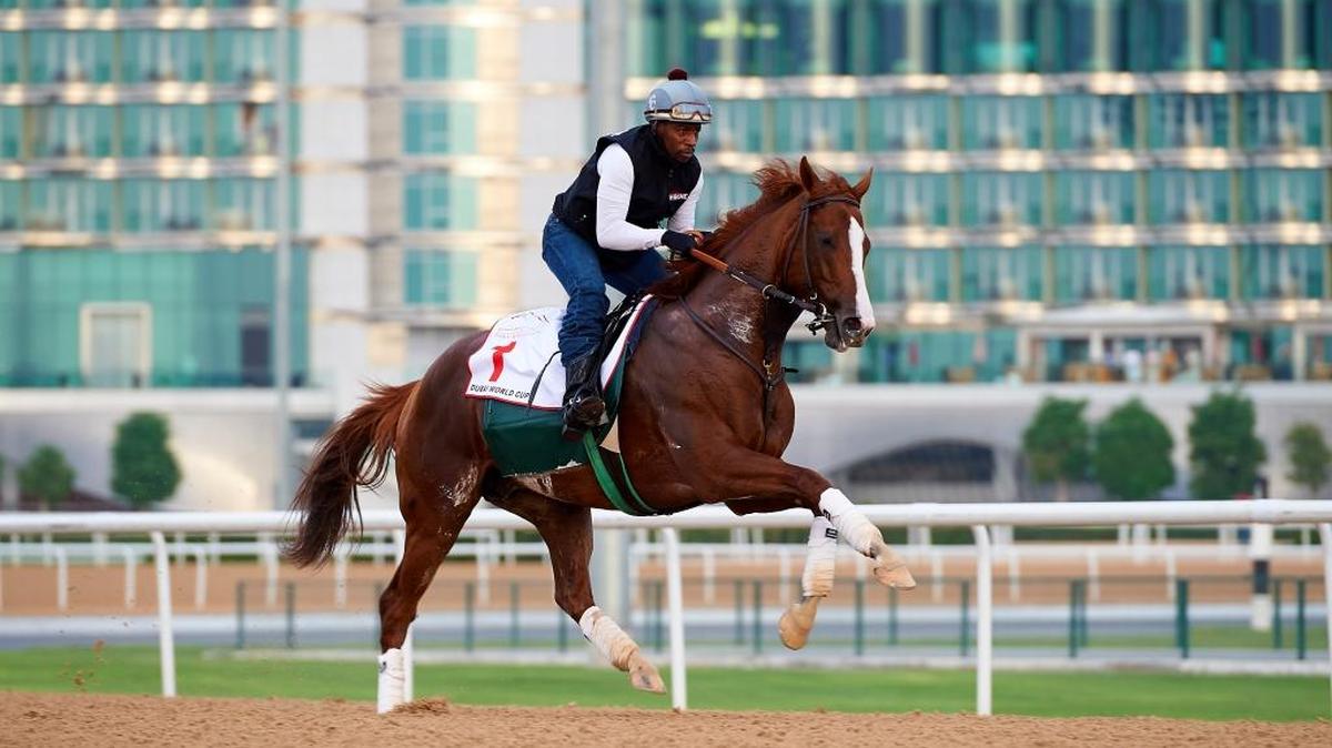 Regular exercise rider Dihigi Gladney can barely keep California Chrome on the ground during a morning gallop this week at Meydan Racecourse in Dubai, United Arab Emirates.