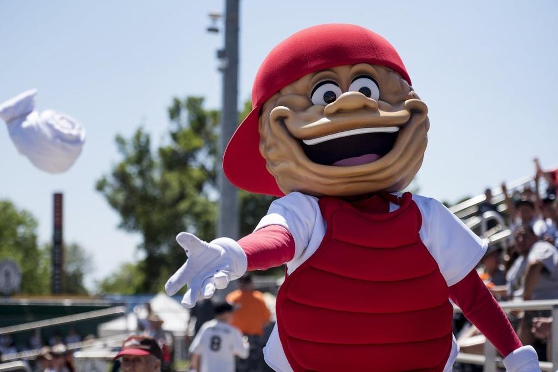 Nuts’ mascot Wally the Walnut throws t-shirts to the fans during a California League game with Stockton at John Thurman Field in Modesto, Calif., on Sunday, April, 17, 2016.