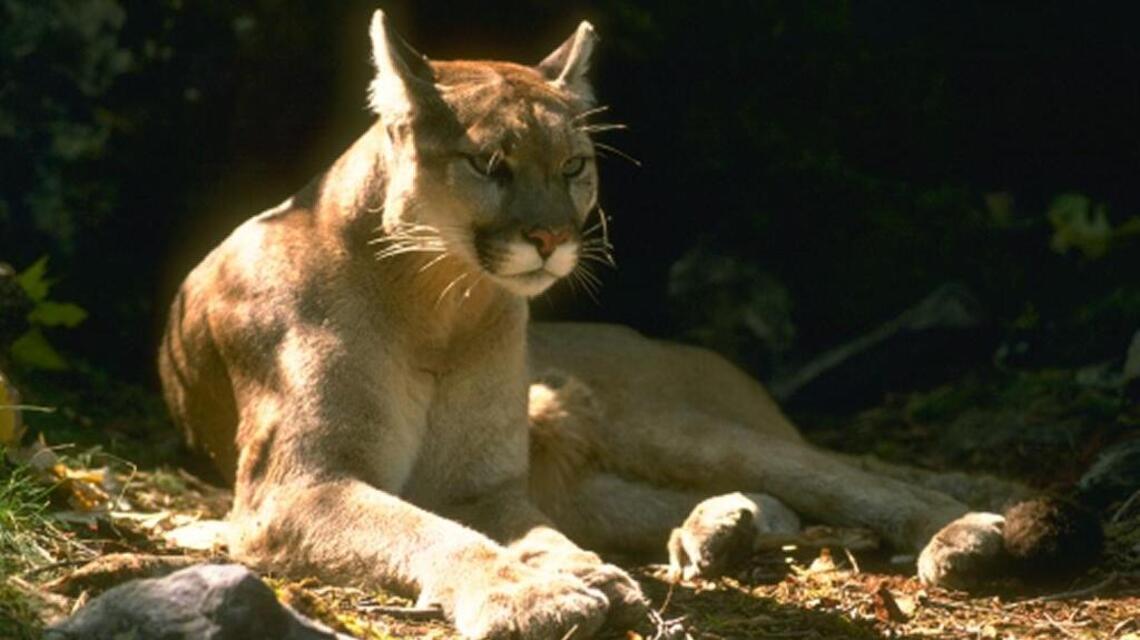 Oakdale police report mountain lion in neighborhood near river. Advice for public