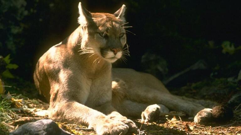 Oakdale police report mountain lion in neighborhood near river. Advice for public