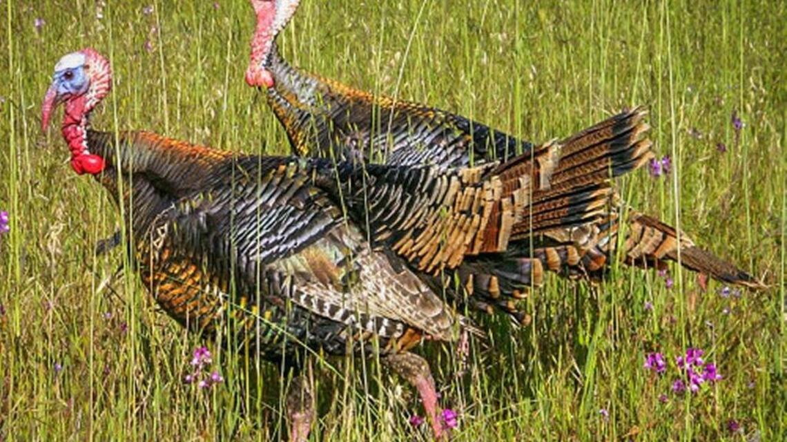 Wilson on Outdoors: When and Where are Turkeys Nesting?