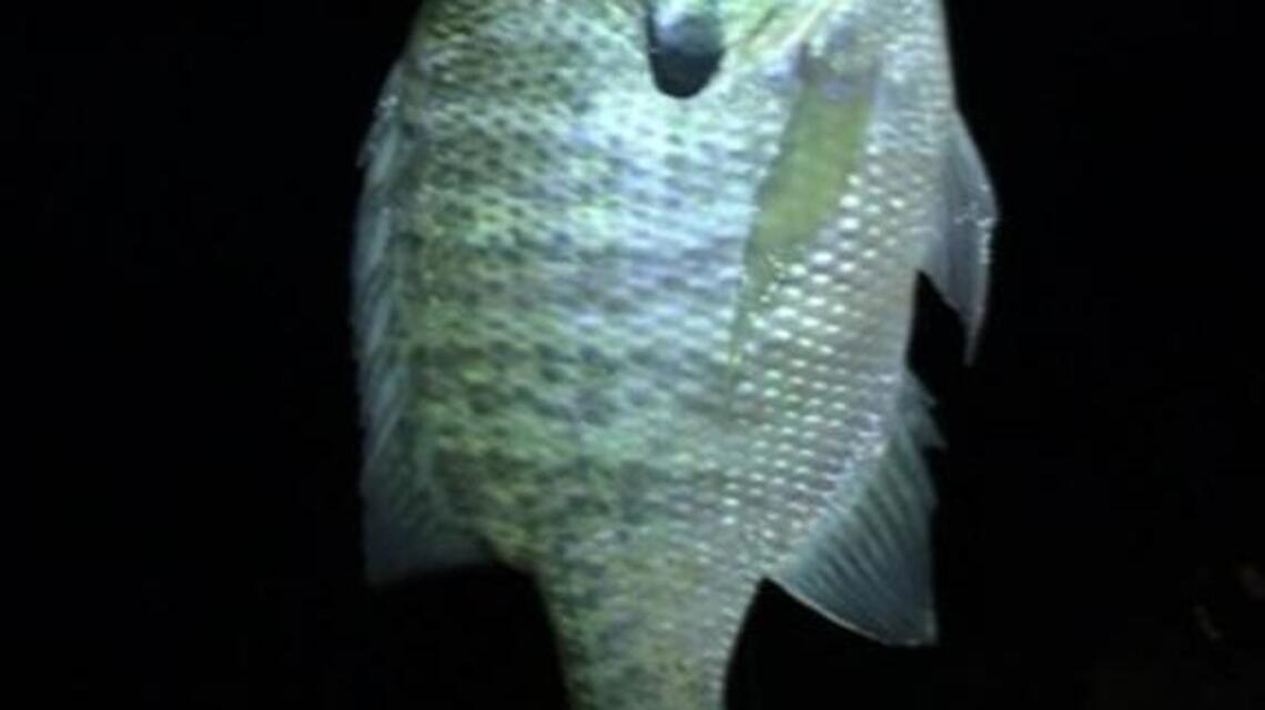 Fishing report for week of June 20-26
